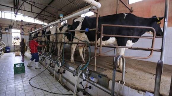 Urge ajuste en precio de la leche: ganaderos de Mazatlán piden apoyo ante pagos bajos y tardíos