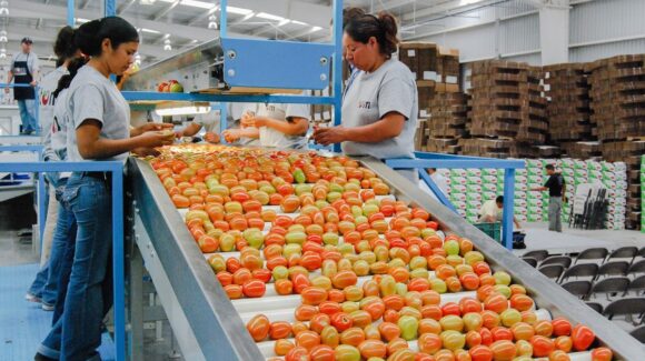 Acuerdo de fijar precio mínimo del tomate, fue a propuesta de los productores: Sheinbaum