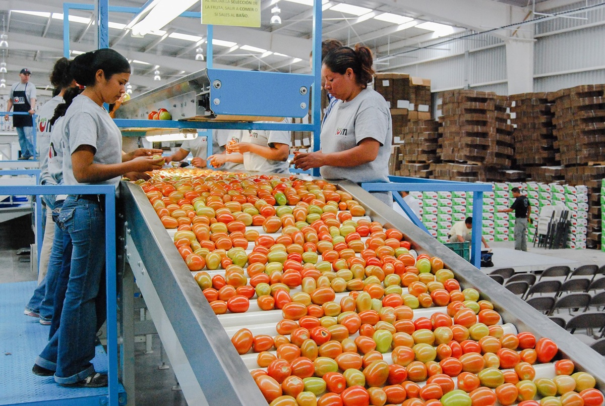 Proceso de revisión del tomate
