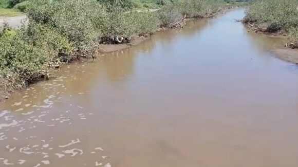 Profepa interviene y destapa bloqueo que afectaba a manglares en Bellavista, Guasave