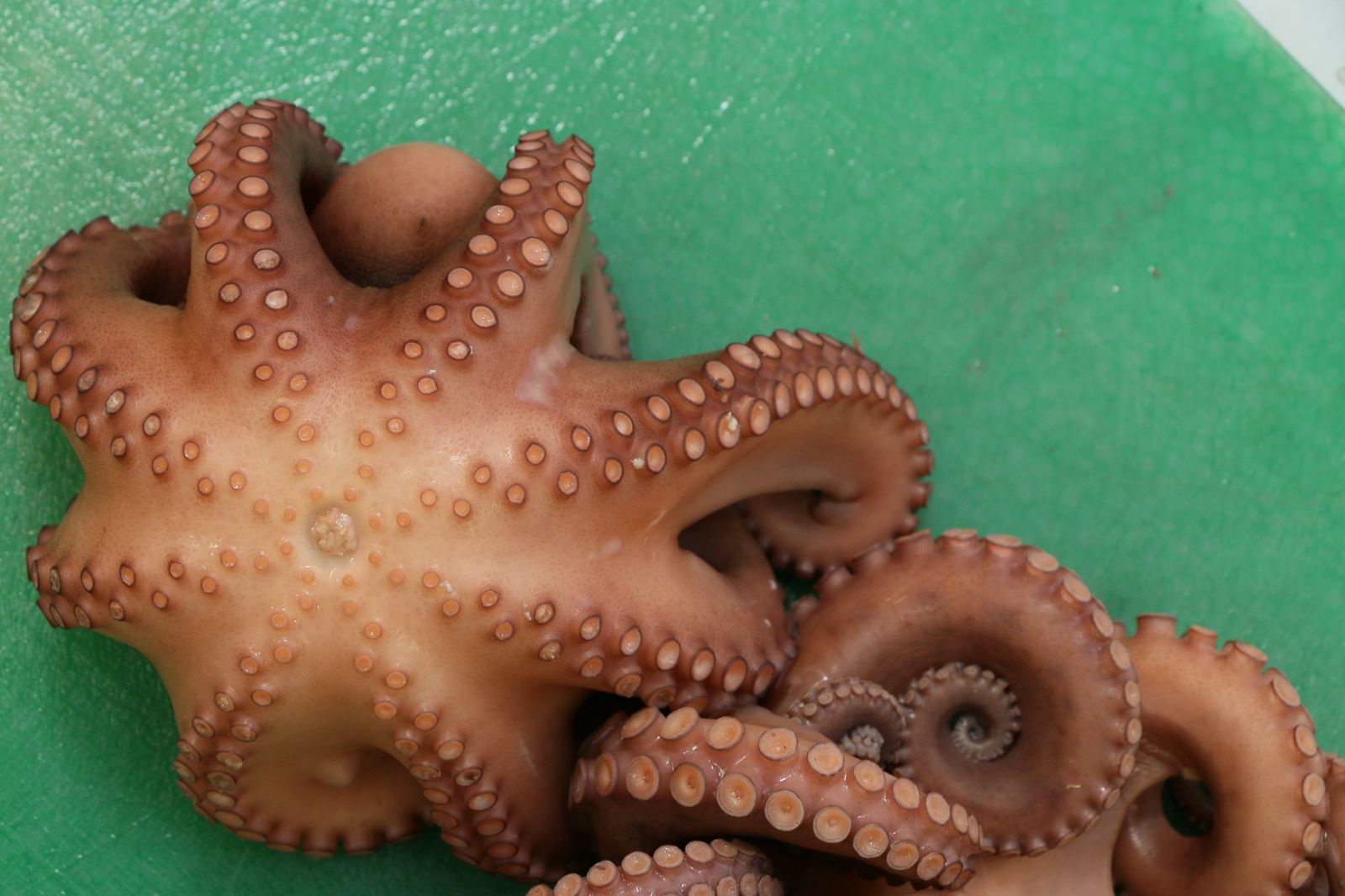 pulpo