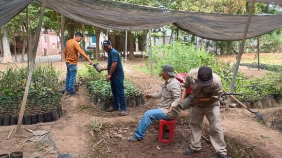 ¡Gratis! Ecología regala árboles en Guasave, así puedes obtenerlo