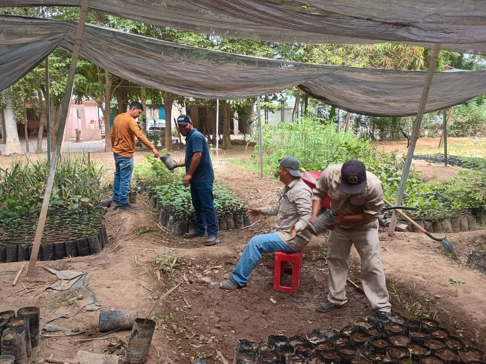 Ecología Guasave regala árboles