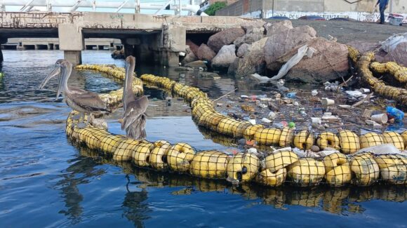 MazConciencia repara biobarda en el Puente Juárez de Mazatlán, una victoria más en la defensa del océano