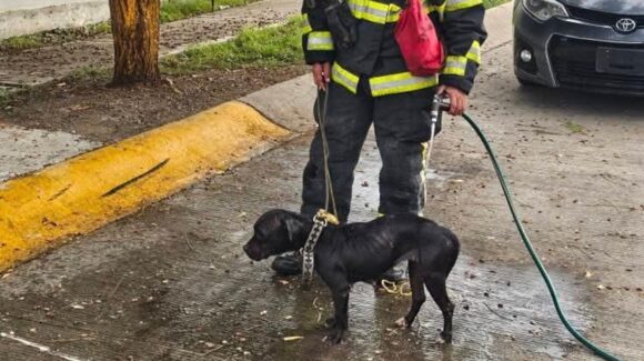 Bomberos veteranos rescatan a perrita atacada por abejas en Mazatlán