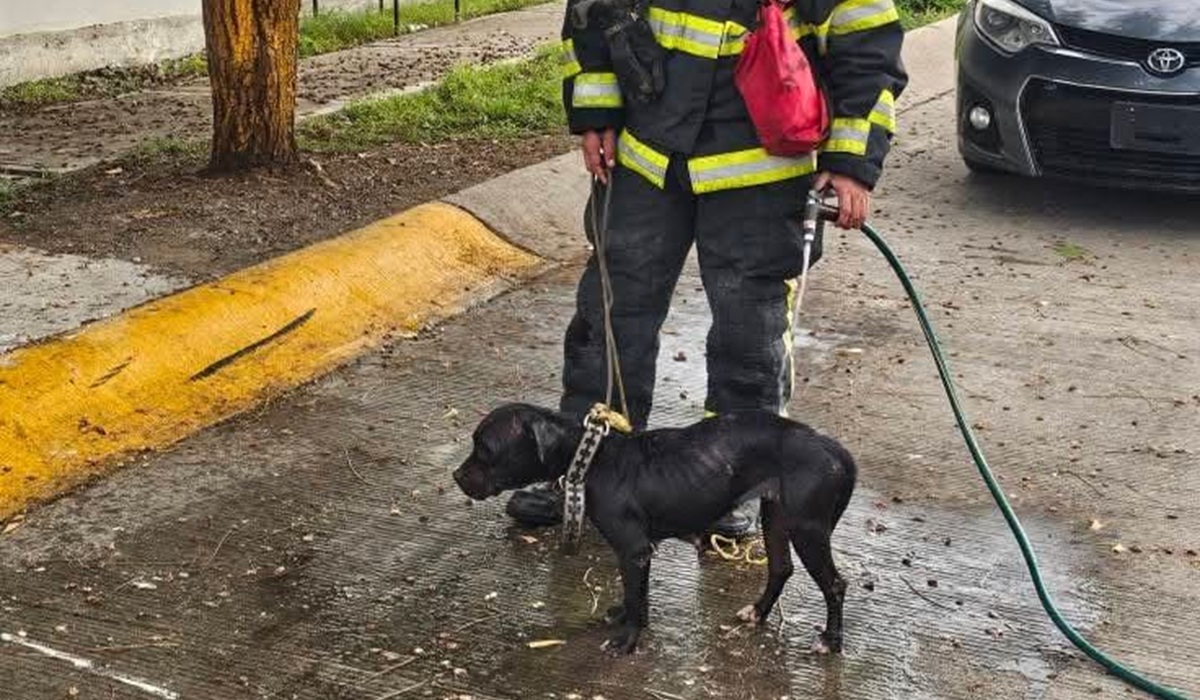 Bomberos rescatan a perrita de enjambre de abejas en Mazatlán
