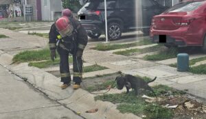 Bomberos rescatan a perrita de enjambre de abejas en Mazatlán