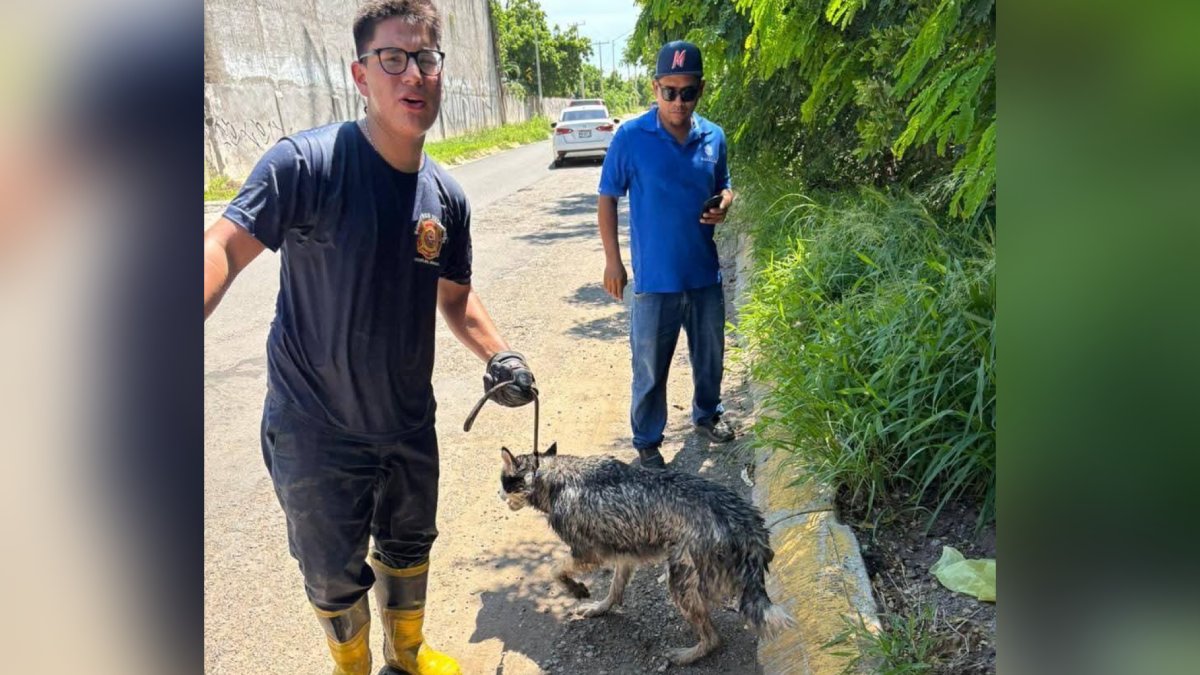 Rescatan a perros de un canal de Mazatlán