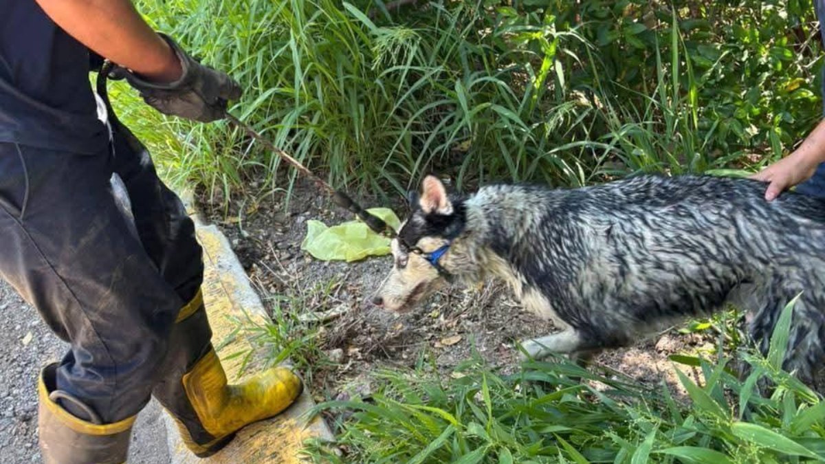 Rescatan a perros de un canal de Mazatlán