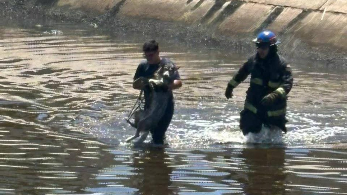 Rescatan a perros de un canal de Mazatlán