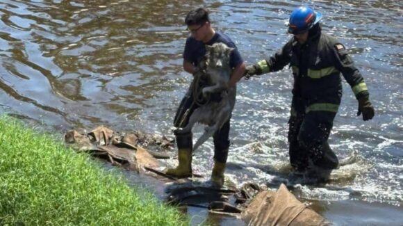 Bomberos Veteranos rescatan a dos perros atrapados en un canal en Mazatlán