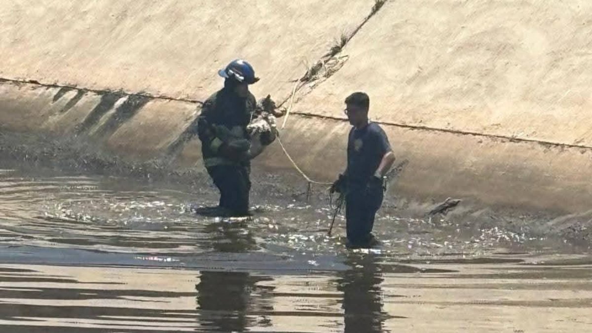Rescatan a perros de un canal de Mazatlán