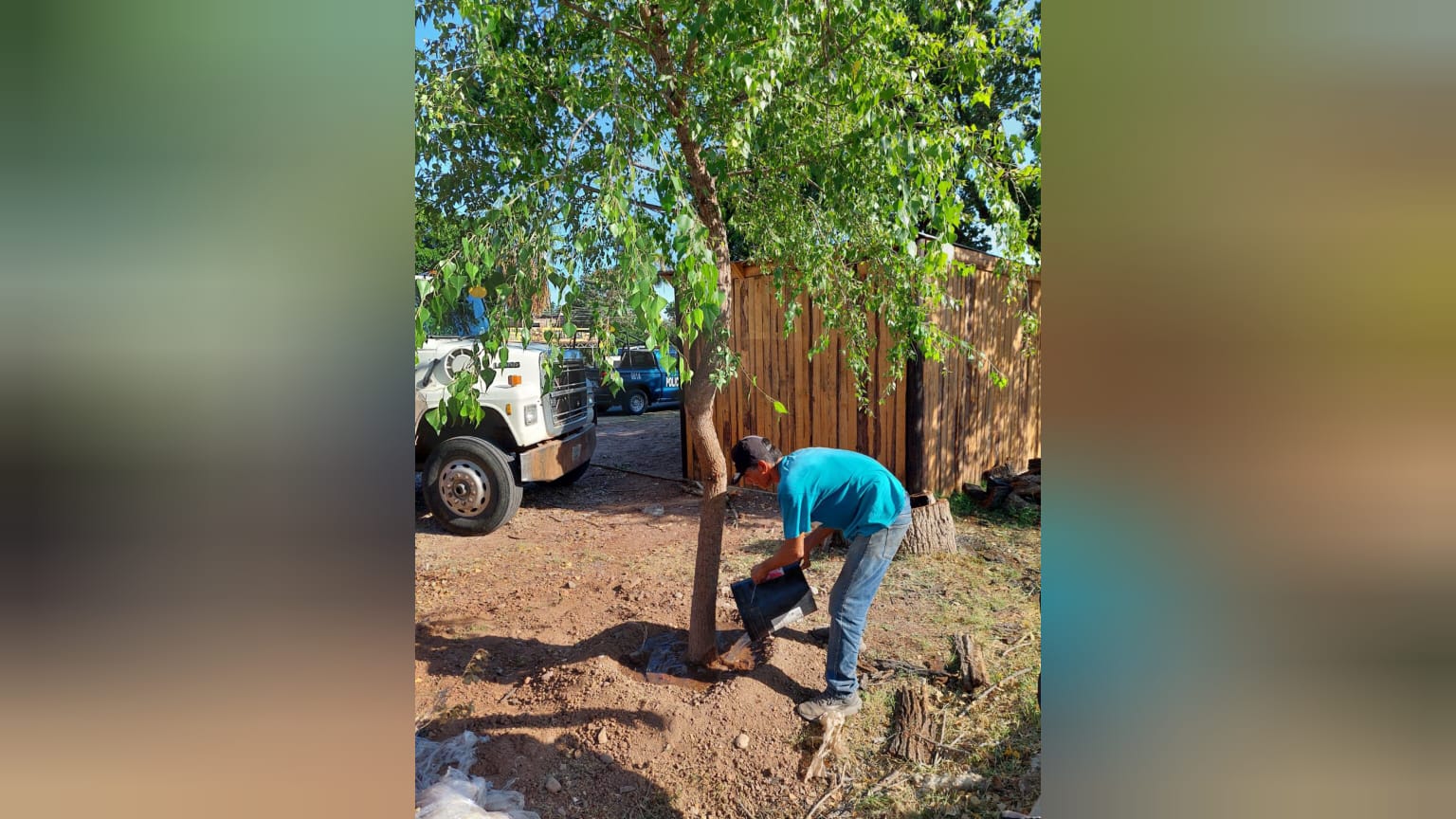 Siembra álamo joven en carretera Los Mochis-Topolobampo