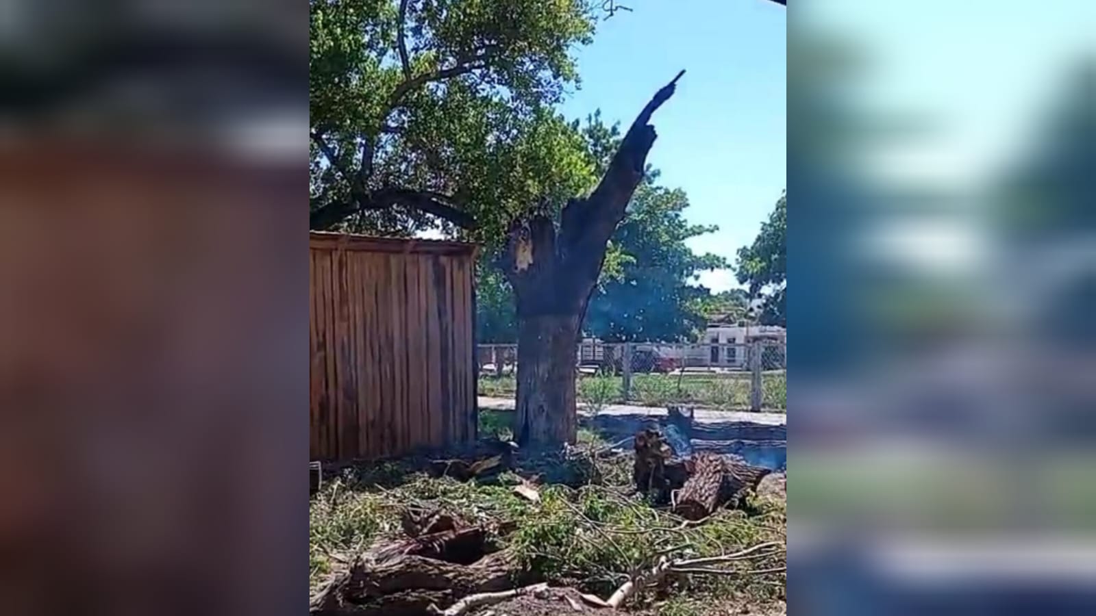 Siembra álamo joven en carretera Los Mochis-Topolobampo