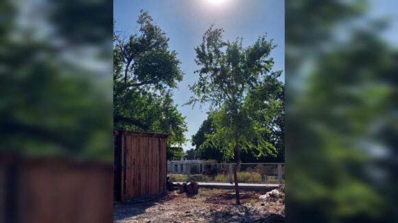 Siembran álamo joven en el lugar donde fue quemado y talado otro por la Mochis-Topolobampo