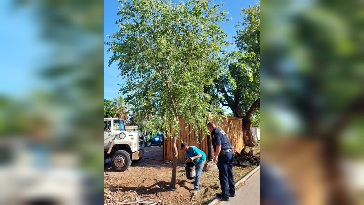 Siembra álamo joven en carretera Los Mochis-Topolobampo