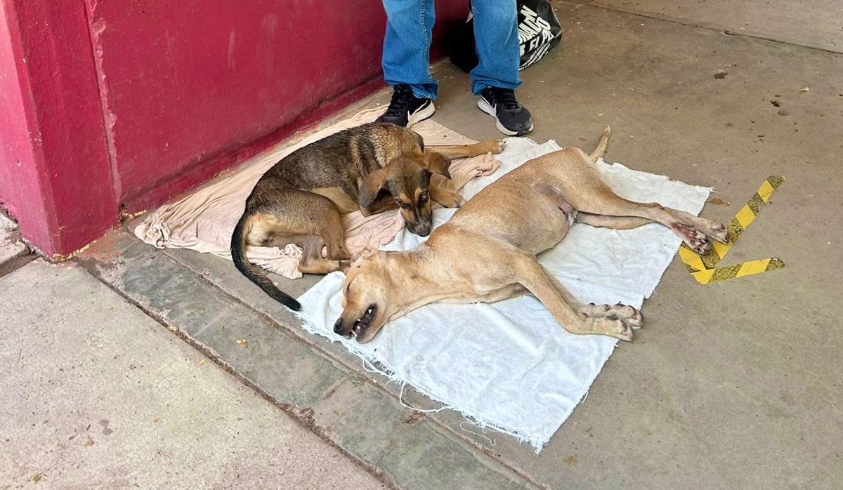 Gobierno de El Fuerte y Huellita con Causa IAP hacen posible 90 esterilizaciones de mascotas
