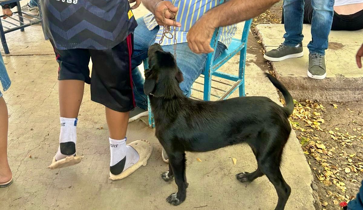 Gobierno de El Fuerte y Huellita con Causa IAP hacen posible 90 esterilizaciones de mascotas