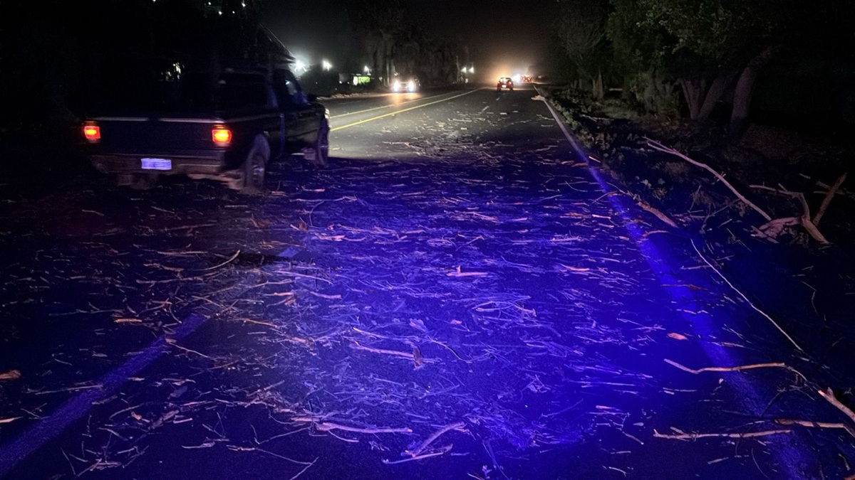 Vientos provocan caída de árboles en Ahome