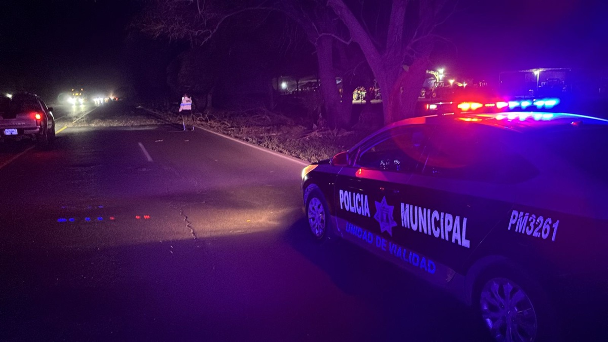 Vientos provocan caída de árboles en Ahome