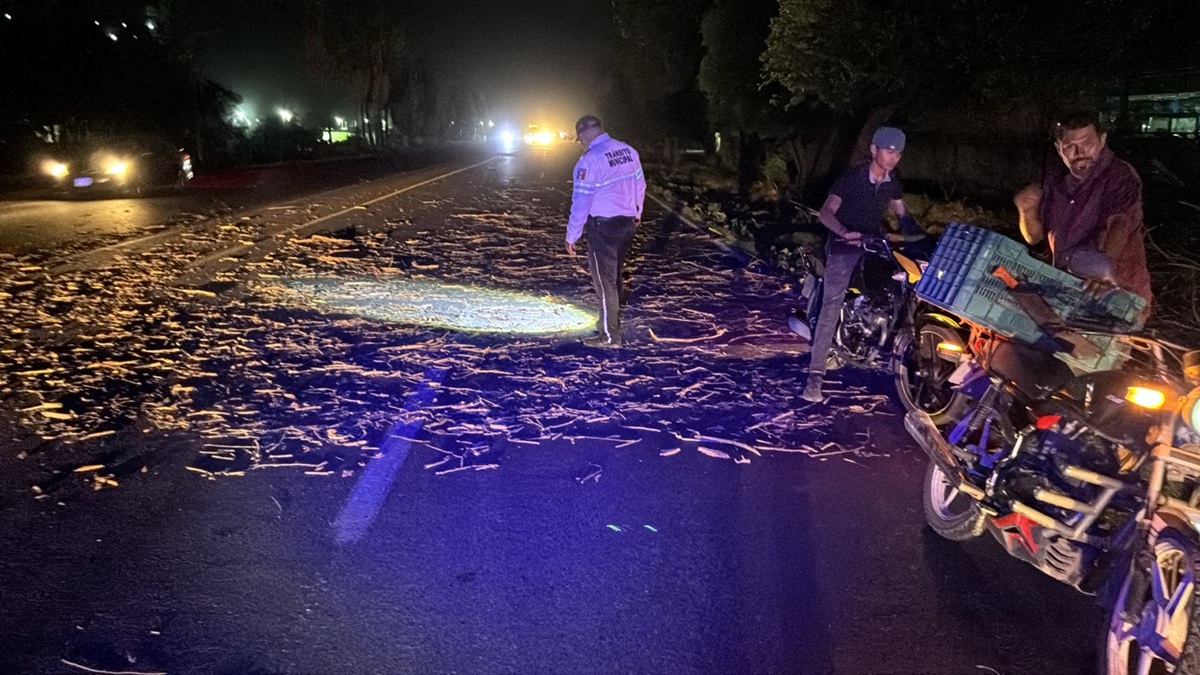 Vientos provocan caída de árboles en Ahome