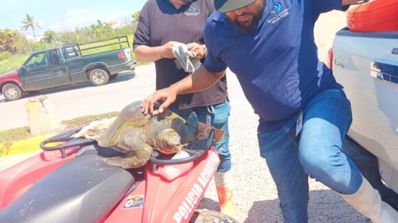 Tortuga varada en Playa Cerritos de Mazatlán es apoyada por salvavidas