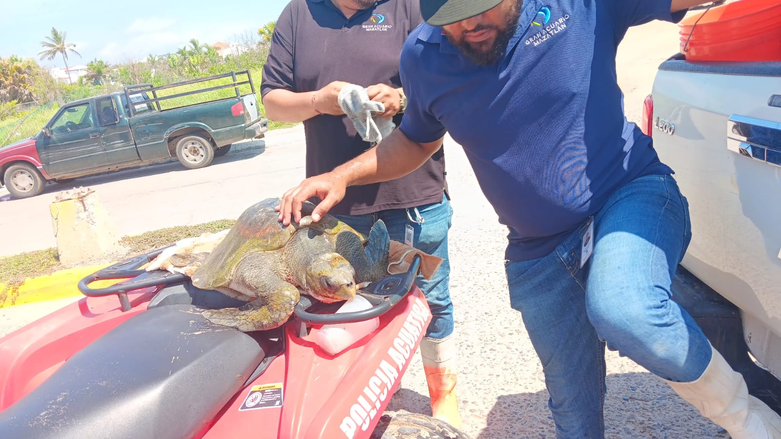 Tortuga rescatada en playa de Mazatlán