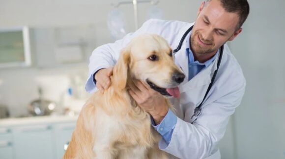 Héroes con bata y compasión: Día del Veterinario en México; celébralos con estas frases