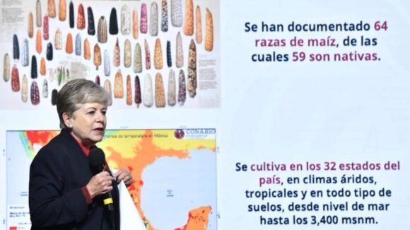 México, cuna del maíz: 59 razas nativas y cultivo en los 32 estados, destaca Semarnat en la mañanera