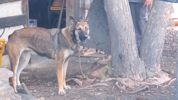 Atiende Ecología Municipal reporte de posible maltrato animal en una piedrera de Mazatlán