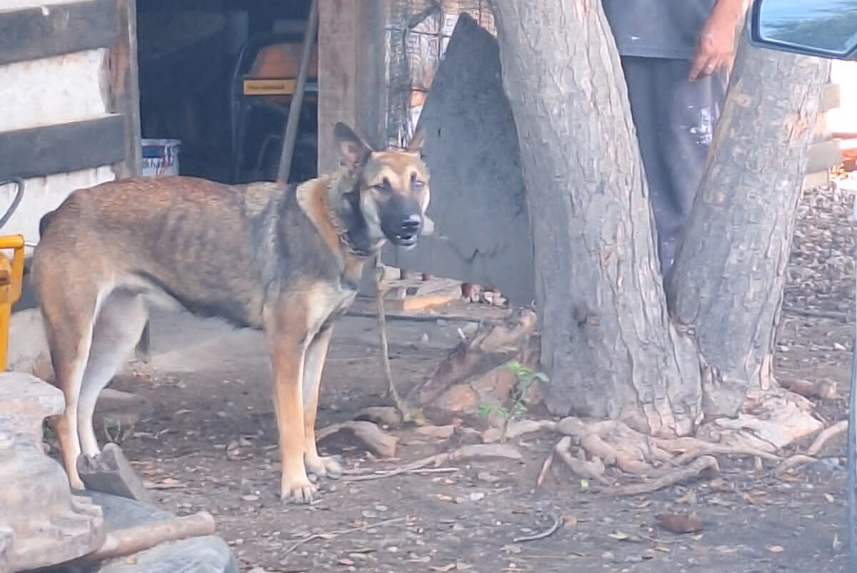 Atienden denuncia por maltrarto animal en Mazatlán