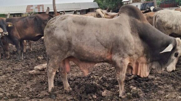 Barridos de Brucelosis en Guasave, Sinaloa han sido positivos; solo dos animales han dado positivo
