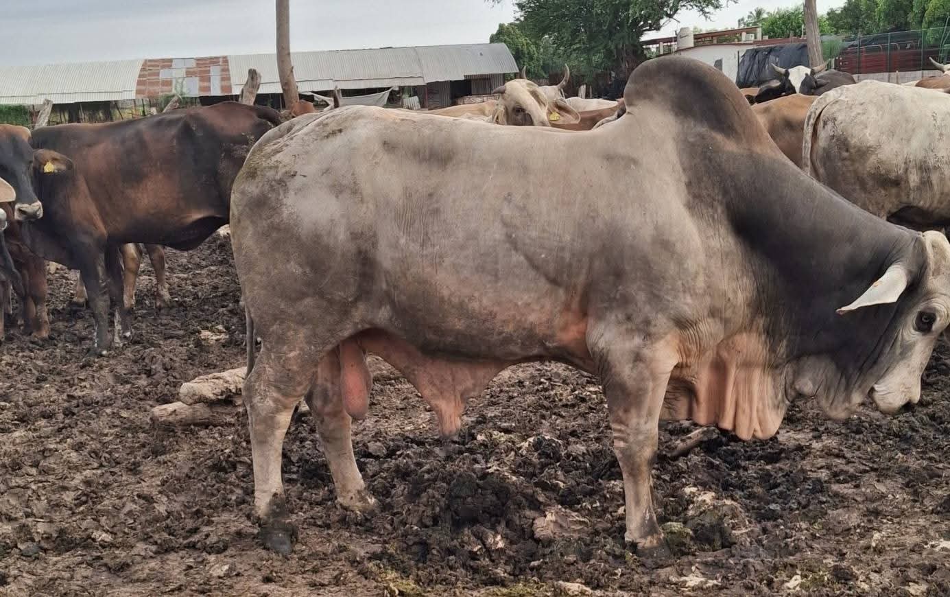 Barridos para evitar gusano barrenador en el ganado