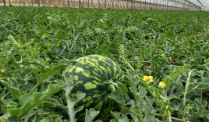 Arrancan los primeros cortes de sandía en Choix, Sinaloa; se marcan con mejores precios en el mercado nacional