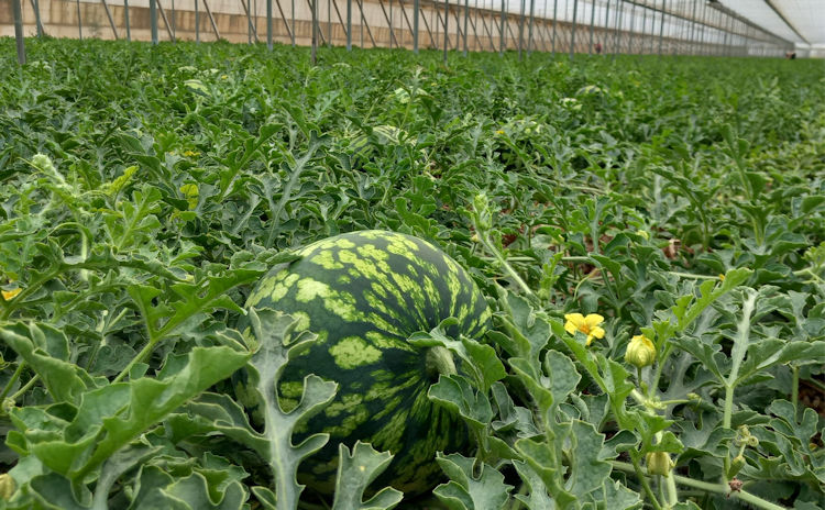 Cultivo de sandia