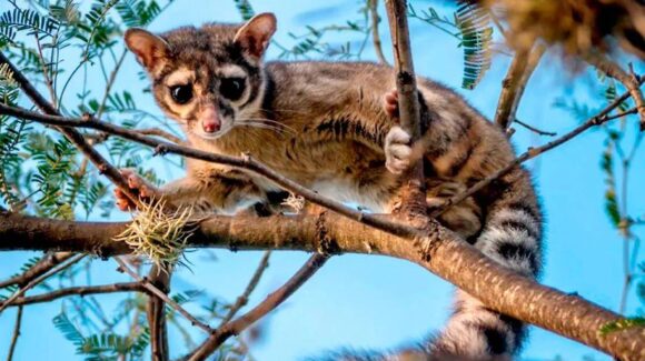 ¿Qué significa ver un cacomixtle en la ciudad? Mitos y realidades