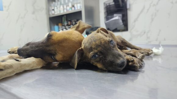 Rescata Balto y Togo perritos maltratados en el Centro de Control y Bienestar Animal de Los Mochis