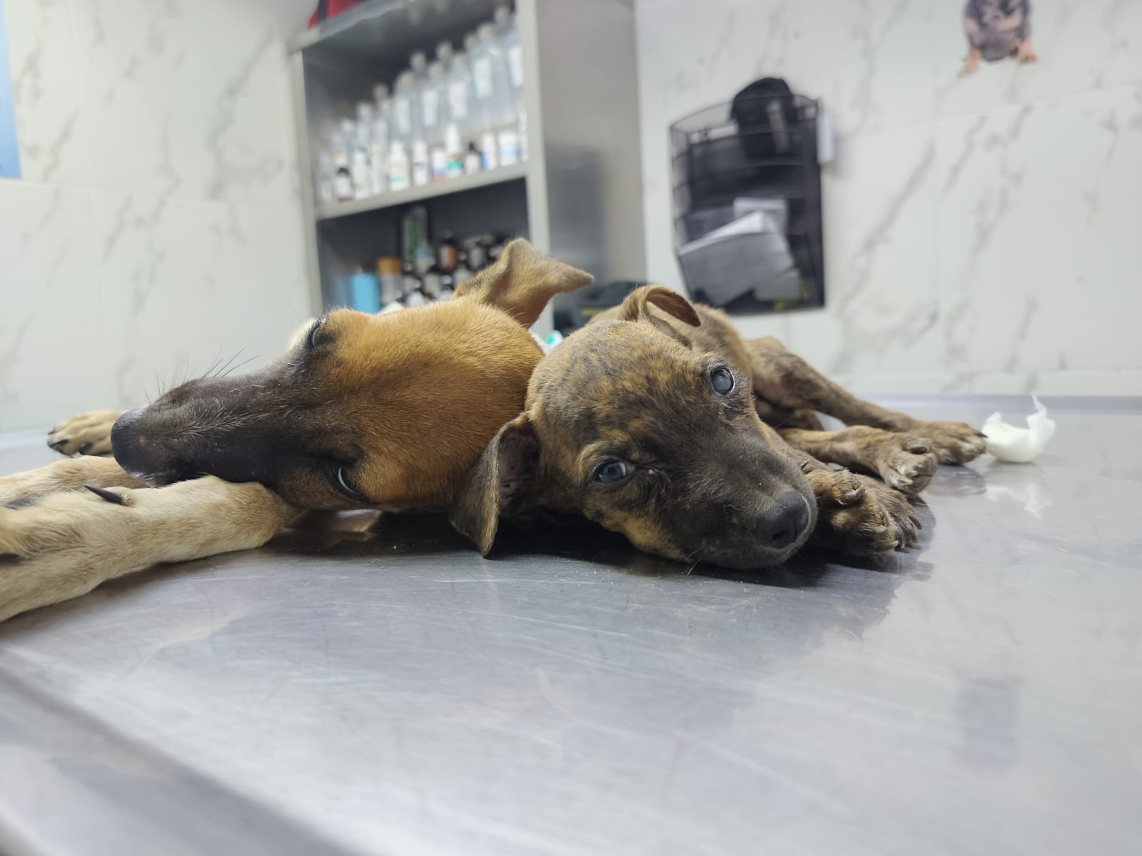 Rescate de perritos en Ahome