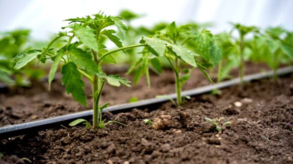 Riego de asiento podría ahorrarse de seguir la tendencia de lluvias en Sinaloa: Agricultura