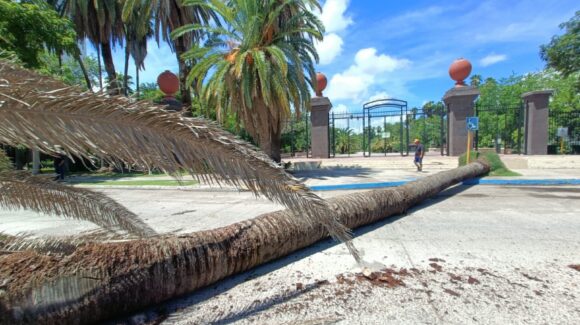 ¡Tremendo susto se llevan automovilistas! Tras la caída de una enorme palmera a las afuera del Parque Sinaloa