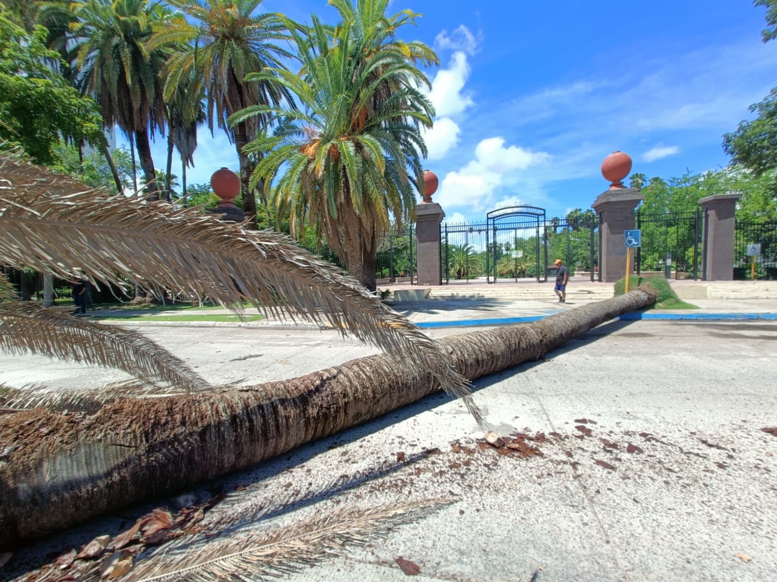 Se cae palmera afuera del Parque Sinaloa