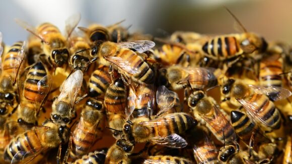 Al menos 20 ataques peligrosos de abeja se registran al mes en Guasave