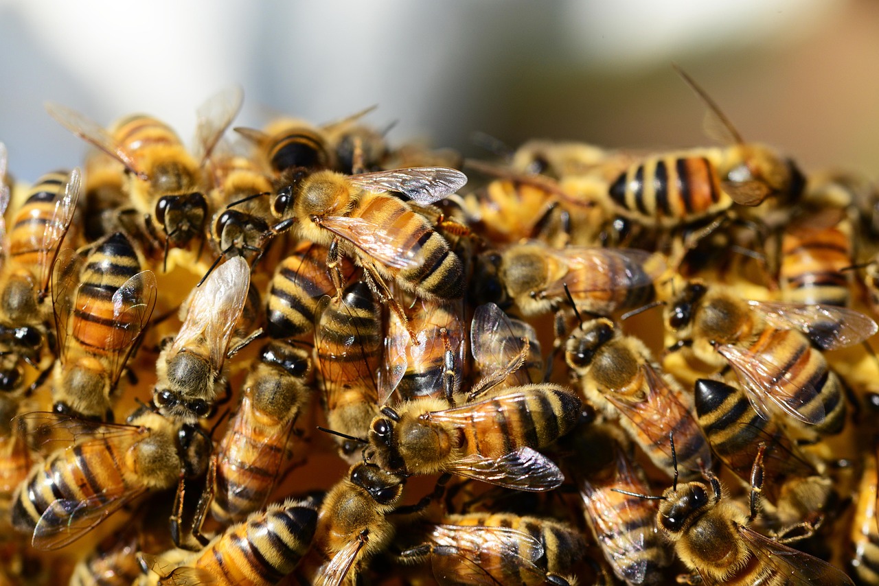 Abejas