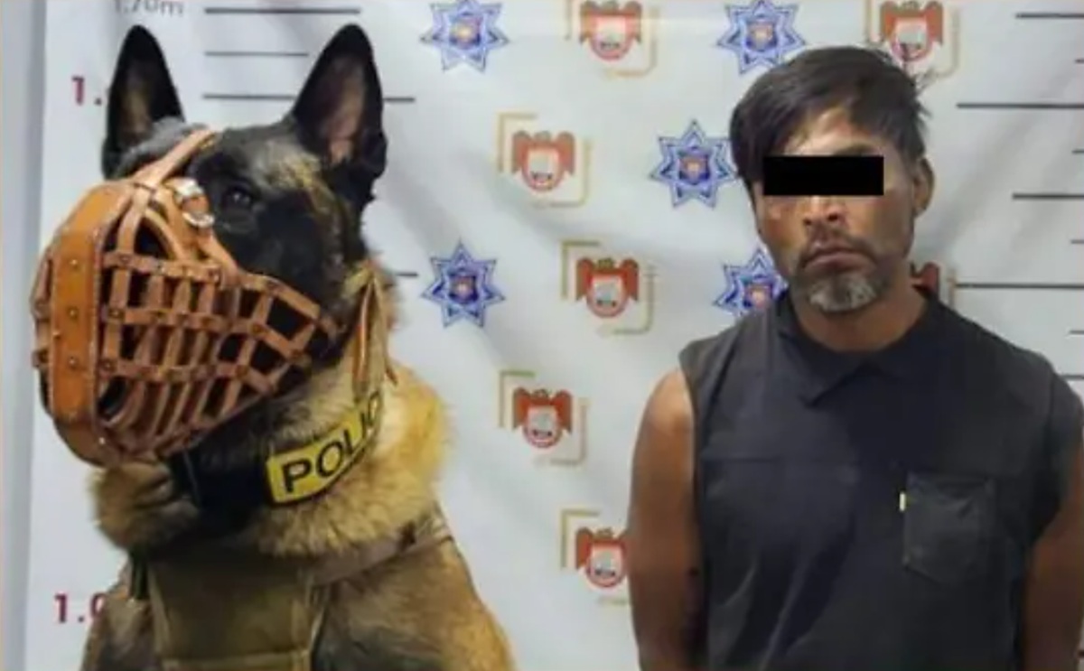 Agente canino Willie y un detenido en Tijuana