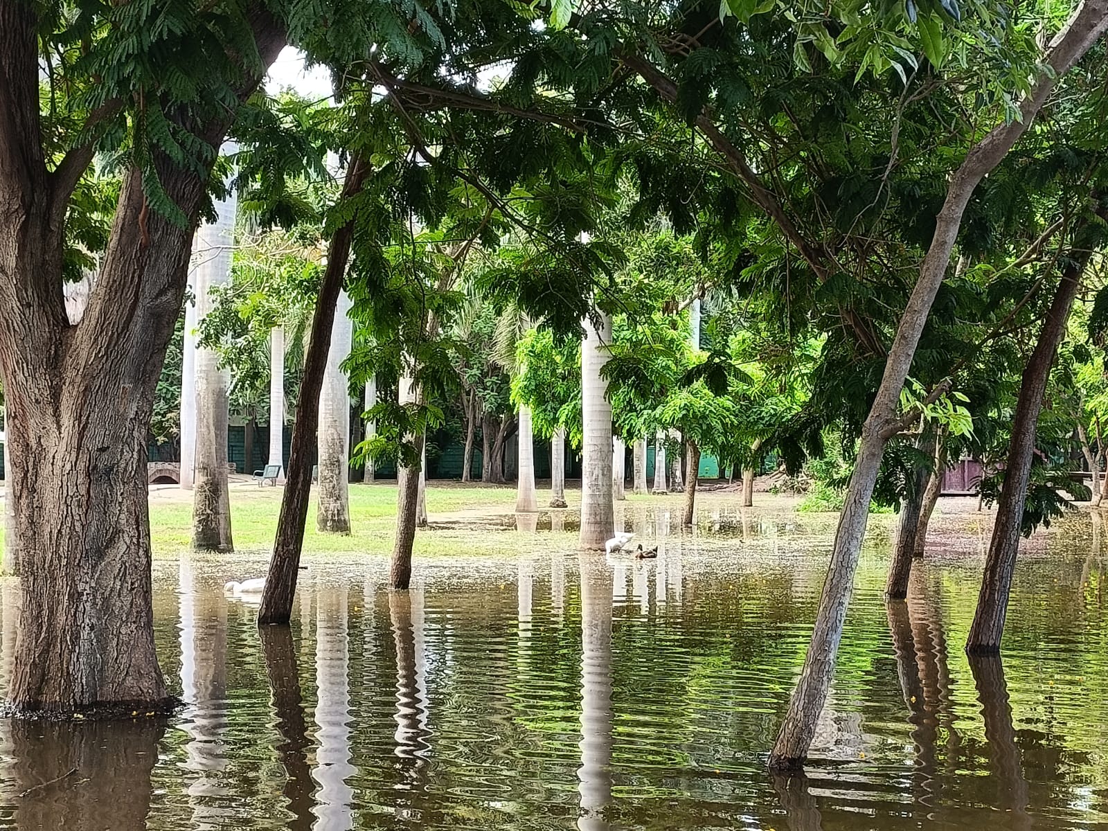 Tras intensas lluvias en Los Mochis, anuncian reapertura del Parque Sinaloa