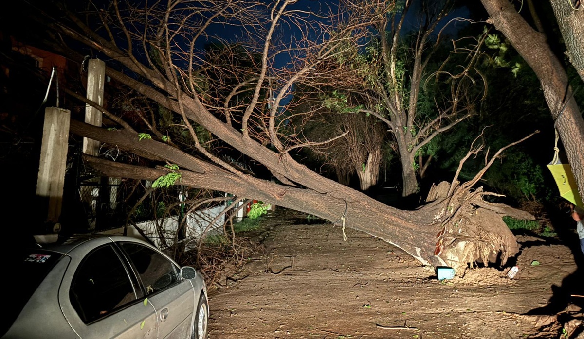 Fuerte lluvia derribó un enorme árbol en El Fuerte.