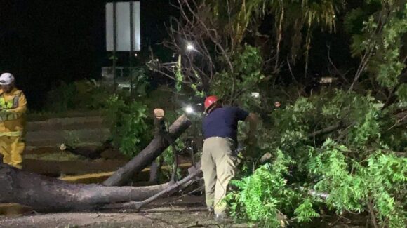 Cae árbol en Villa Unión, Mazatlán, Sinaloa, y bloquea carretera tras lluvia