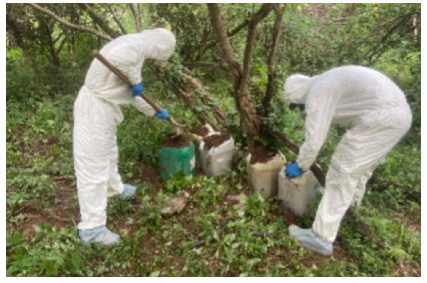 Aseguran áreas de almacenamiento de precursores químicos en Culiacán, Elota y Cosalá, en Sinaloa