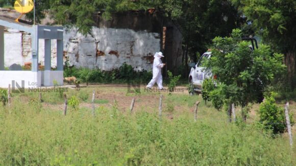 Tragedia en rancho Los Patos de Villa Unión, Sinaloa: abuelo y nieto mueren tras ataque de abejas