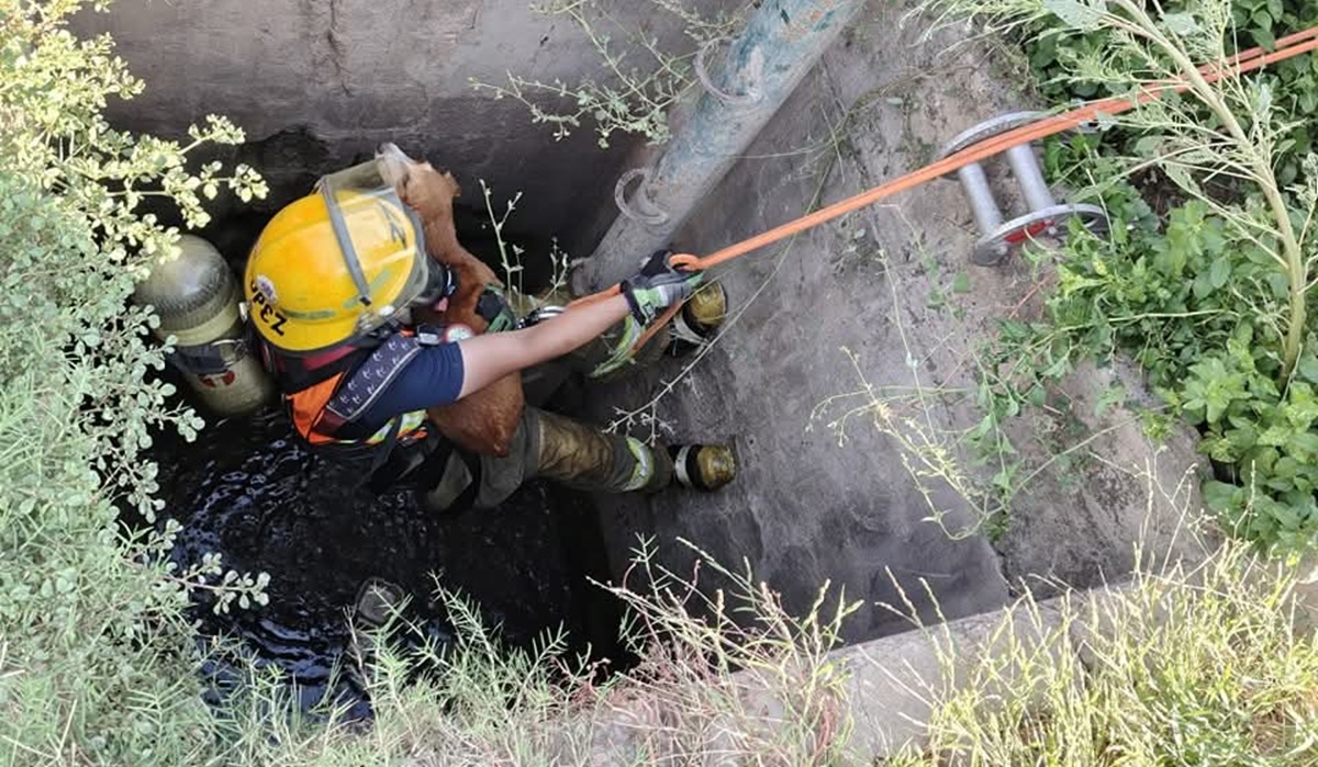 Bomberos de Guasave rescatan a perrito de fosa con agua